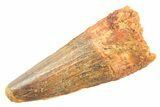 Fossil Spinosaurus Tooth - Real Dinosaur Tooth #297335-1